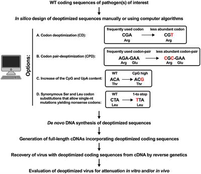 Attenuation of Human Respiratory Viruses by Synonymous Genome Recoding